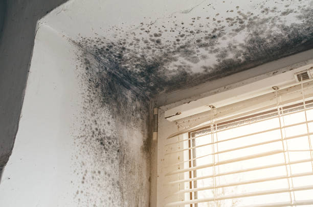 Affordable Attic Mold Remediation solutions in Mears, VA