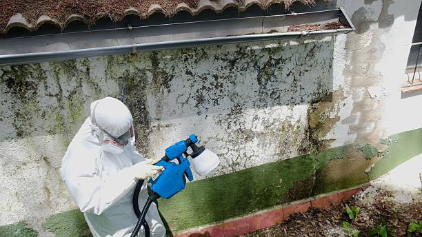 Top rated local Attic Mold Remediation specialists in Mears, VA